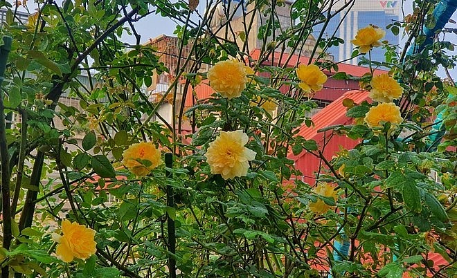 Ở tầng thấp hơn, chủ nhân khu vườn chủ yếu trồng các loại hoa hồng như bạch ho Nam Định, cổ Huế, cổ son, lafont, catalina, hồng trứng, tầm xuân, …