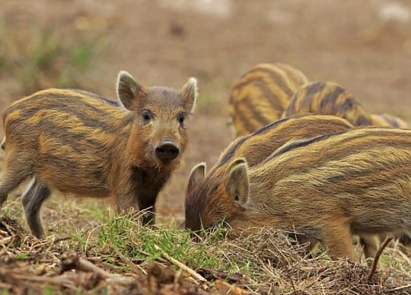 Giống heo sọc dưa Giống heo sọc dưa