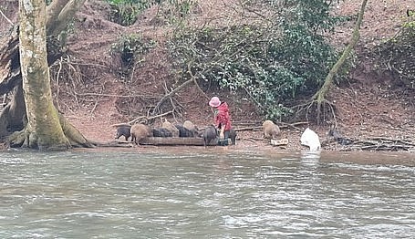 Đàn heo rừng được thả tự nhiên trong rừng, cho ăn cạnh bờ suối để tự uống nước.