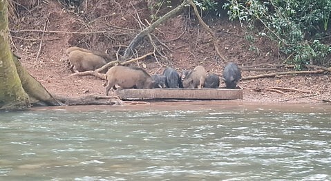 Mỗi năm gia đình chị Thăn xuất bán khoảng 40 - 50 con heo rừng, thu về từ 150 đến 200 triệu đồng.