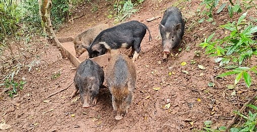 Bốn năm qua chưa mất một con heo rừng nào, tới giờ ăn là heo tự tìm về, kể cả khi mưa lũ tự vượt sông tìm về.