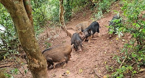 Nuôi heo rừng hoa dã vô cùng độc đáo, heo tự kiếm ăn mà không bỏ đi, tới bữa lại quay về.