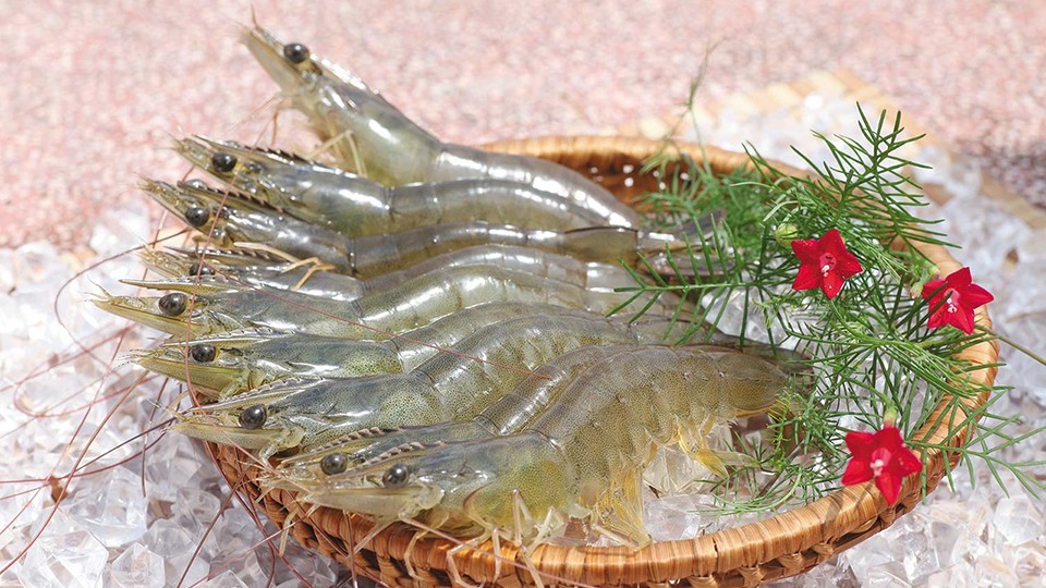 Xuất khẩu tôm sụt giảm mạnh