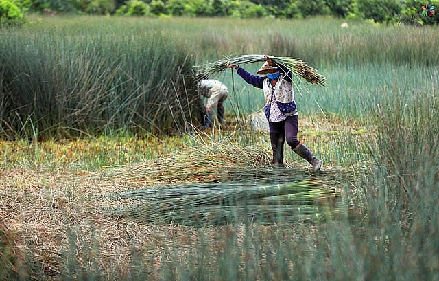 Người dân thu hoạch cỏ bàng