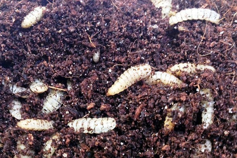 Ấu trùng ruồi lính đen Ấu trùng ruồi lính đen