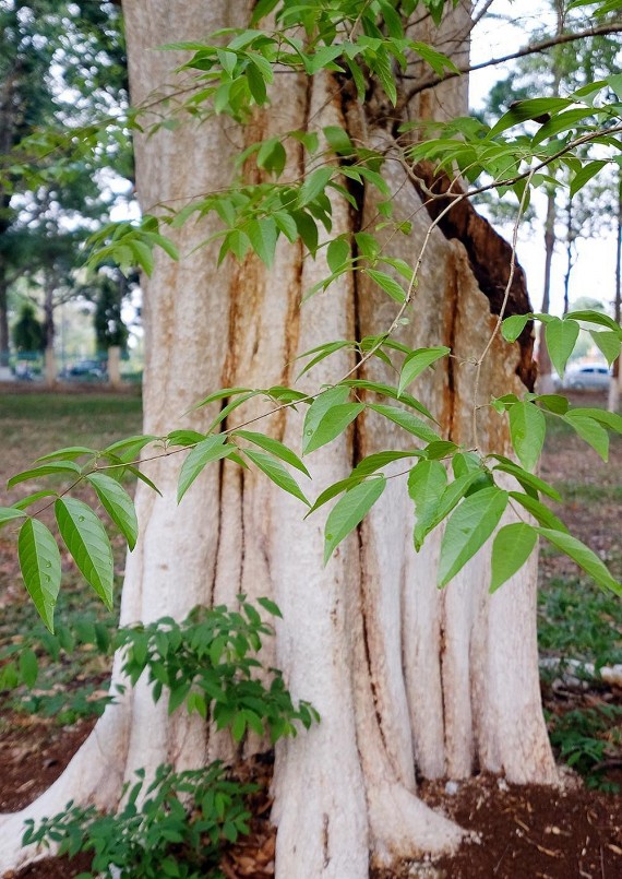 Cây bằng lăng ổi thường nở hoa vào mùa hè, là loài hoa tượng trung cho tình yêu chung thủy, ngây thơ. Cây bằng lăng ổi thường nở hoa vào mùa hè, là loài hoa tượng trung cho tình yêu chung thủy, ngây thơ.