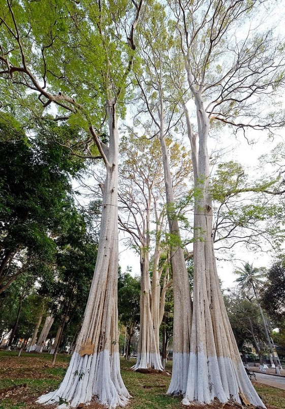 Bằng lăng ổi là một loài thân cây gỗ lớn, gốc có bạnh, vỏ cây màu nâu xám vàng, vỏ có mảng bong tròn tròn nhỏ từ 2 đến 3cm. Bằng lăng ổi là một loài thân cây gỗ lớn, gốc có bạnh, vỏ cây màu nâu xám vàng, vỏ có mảng bong tròn tròn nhỏ từ 2 đến 3cm.