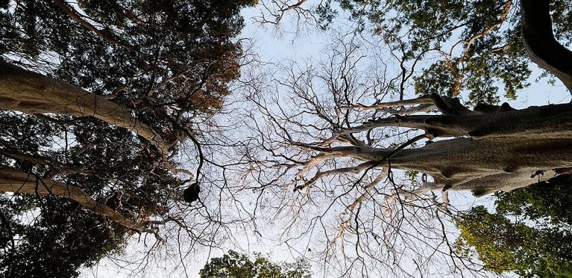 Những cây bằng lăng ổi tạo nên cảnh quan xanh mát. Những cây bằng lăng ổi tạo nên cảnh quan xanh mát.