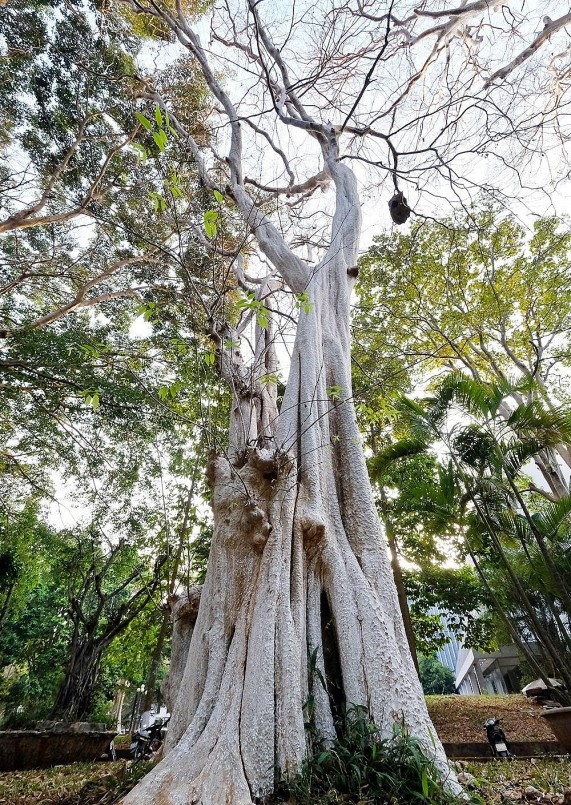 Bằng lăng ổi cổ thụ thân cao lừng lững trước bão gió. Bằng lăng ổi cổ thụ thân cao lừng lững trước bão gió.