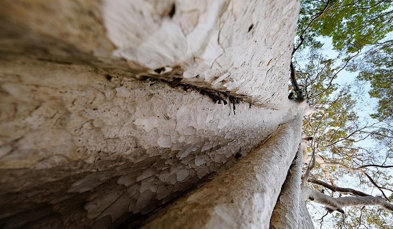 Sở dĩ, cây bằng lăng ổi có tên như vậy là vì thân cây này có sắc giống thân cây ổi. Sở dĩ, cây bằng lăng ổi có tên như vậy là vì thân cây này có sắc giống thân cây ổi.