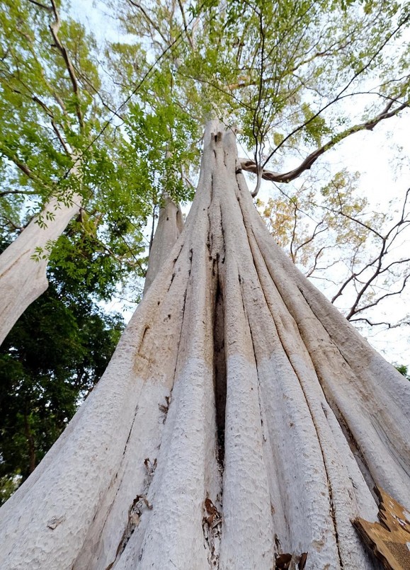 Cây bằng lăng ổi nổi bật với đặc tính thân cây, cành nhánh dẻo dai, chắn chắn, kết hợp với sắc hoa tím đẹp, vì thế đây là loại cây bóng mát được sử dụng nhiều trong cảnh quan. Cây bằng lăng ổi nổi bật với đặc tính thân cây, cành nhánh dẻo dai, chắn chắn, kết hợp với sắc hoa tím đẹp, vì thế đây là loại cây bóng mát được sử dụng nhiều trong cảnh quan.