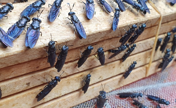 Ruồi lính đen Ruồi lính đen