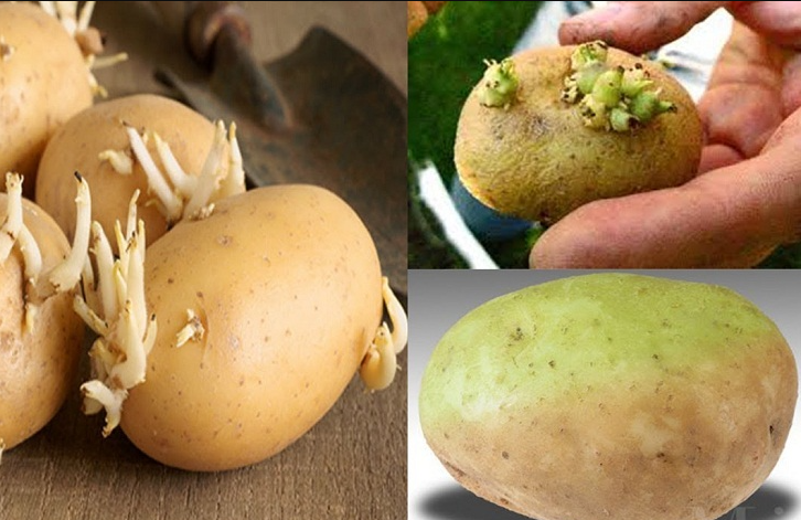 Bộ Y tế: Tăng cường công tác phòng chống ngộ độc do độc tố tự nhiên