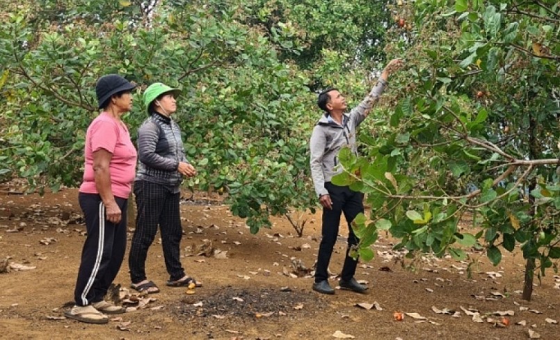 Vì ảnh hưởng của thời tiết bất lợi, nên hầu hết vườn điều tại xã Ia Khai đều bị mất mùa, giảm năng suất.