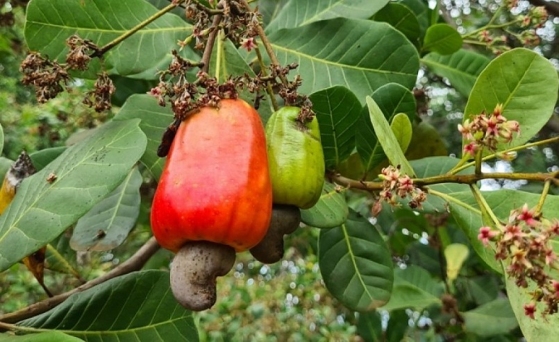 Niên vụ điều này, năng suất và giá cả đầu vụ đều sụt giảm so với cùng thời điểm năm ngoái. 