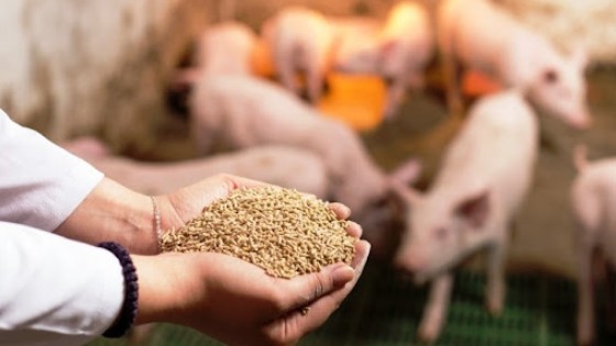 Xuất khẩu thức ăn gia súc tháng đầu năm giảm mạnh