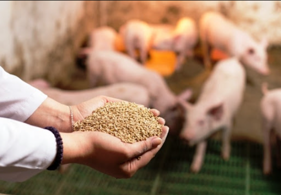 Xuất khẩu thức ăn gia súc tháng đầu năm giảm mạnh