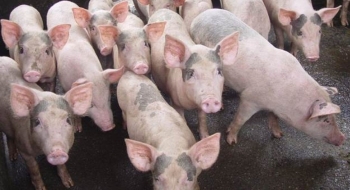 Giá heo hơi hôm nay (22/2) giảm kịch sàn 48.000 đồng/kg, chờ giải pháp hỗ trợ người chăn nuôi