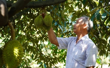 Hàng nghìn héc ta sầu riêng trên đất lúa, khắp nơi ồ ạt trồng tới khi nào lại giải cứu sầu riêng?