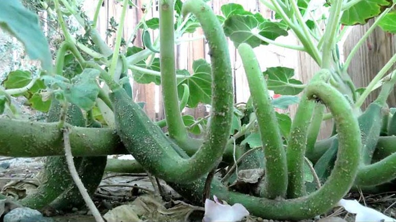 Loại cây nghe tên đã thấy sợ nhưng lại là thảo dược quý cho người bị xương khớp