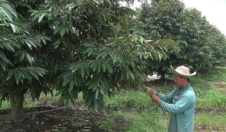 Nhà vườn ở Long An kiểm tra sinh vật gây hại tại vườn sầu riêng đang xây dựng mã số vùng trồng.