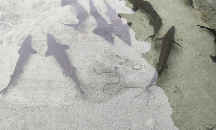 Cá tầm là một loại cá nước ngọt có kích thước rất lớn