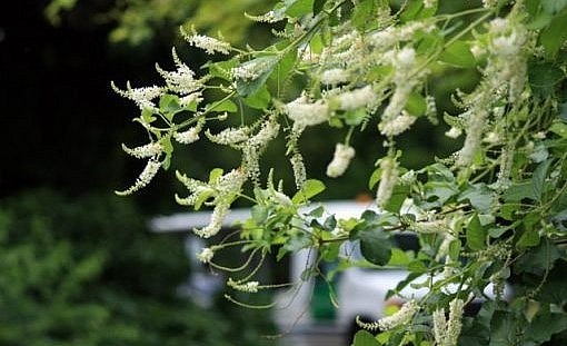 Cây bạch trầm hương ra hoa quanh năm.