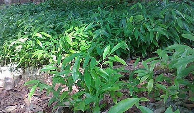 Cây bạch trầm hương giống.