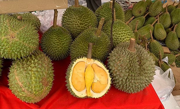 Hiện giá sầu riêng Black Thorn đang rất được ưa chuộng với giá 500.000 đồng/kg.