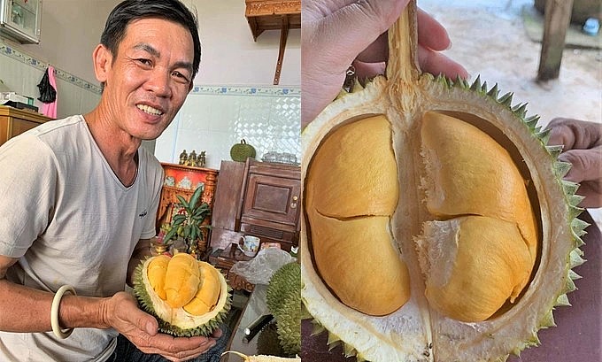 Sầu riêng Black Thorn khi chín có màu sắc rất bắt mắt, cơm dày, ráo; vỏ mỏng.