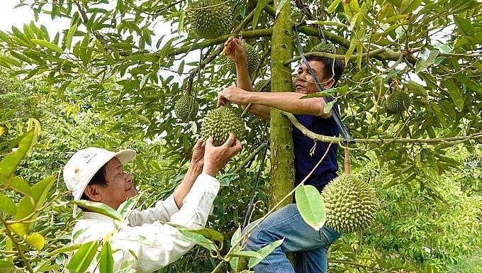 Anh Tâm là người đầu tiên ở miền Tây sưu tầm và nhân giống thành công sầu riêng Black Thorn của Malaysia (Ảnh: Bảo Kỳ).
