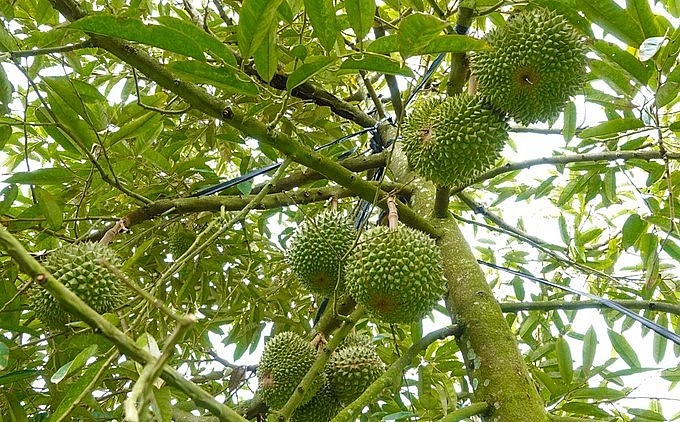 Sầu riêng Black Thorn sau 3 năm tuổi có thể để 20 trái/cây, cao gấp 2-3 lần so với các giống khác (Ảnh: Bảo Kỳ).