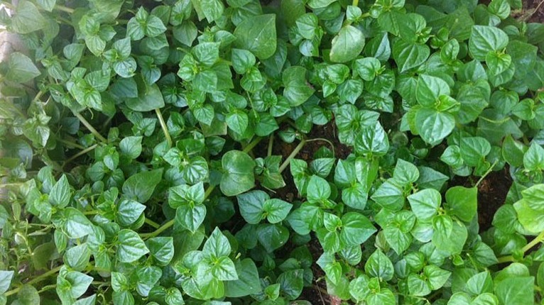 5 loại cây mọc hoang tại Việt Nam, sang nước ngoài thì vô cùng đắt giá