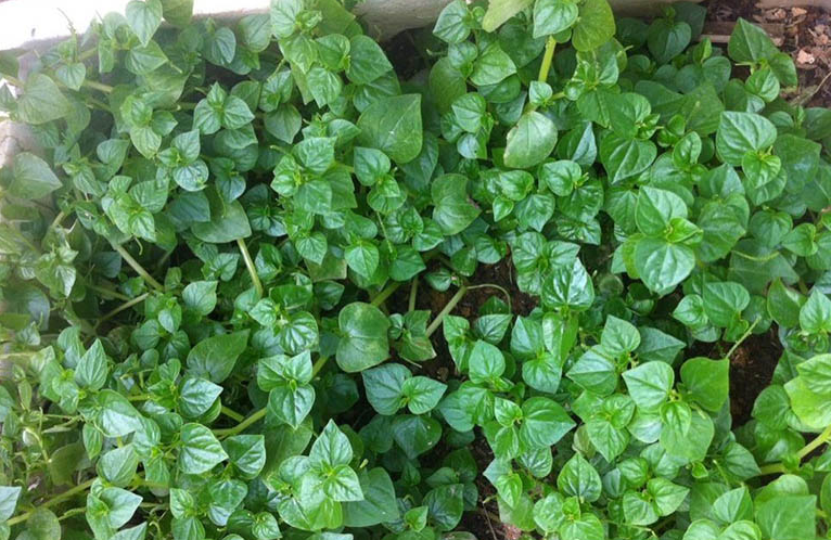 5 loại cây mọc hoang tại Việt Nam, sang nước ngoài thì vô cùng đắt giá