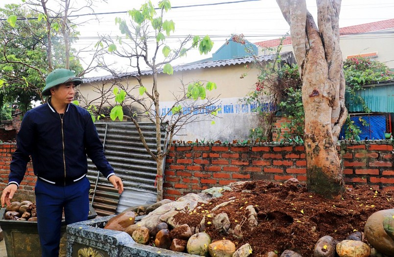 Anh Nguyễn Văn Tiến (thôn Dọc Mản, xã Bình Khê) dày công vun chấu, ủ chăn giữ ấm, ẩm để gìn giữ, hồi sinh những gốc mai cổ quý giá