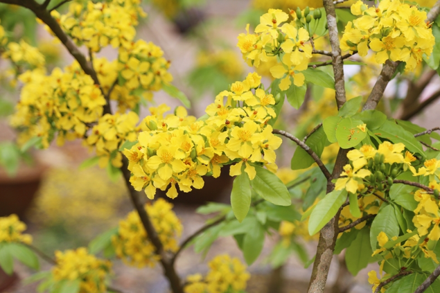 Hoa mai vàng Yên Tử