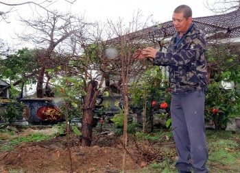 Những người bảo tồn giống mai vàng Yên Tử ở Bình Khê