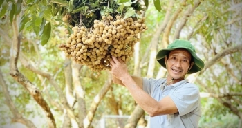 Trồng nhãn kiểu gì mà chín vào mùa đông bán ngay tại vườn, lão nông thu 600 triệu