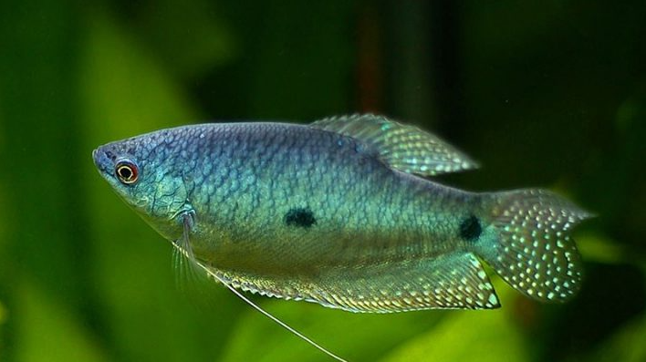 Loài cá có tên lạ trước chỉ “nhà nghèo” mới ăn, giờ thành đặc sản được săn lùng có giá lên đến 320.000/kg Loài cá có tên lạ trước chỉ “nhà nghèo” mới ăn, giờ thành đặc sản được săn lùng có giá lên đến 320.000/kg