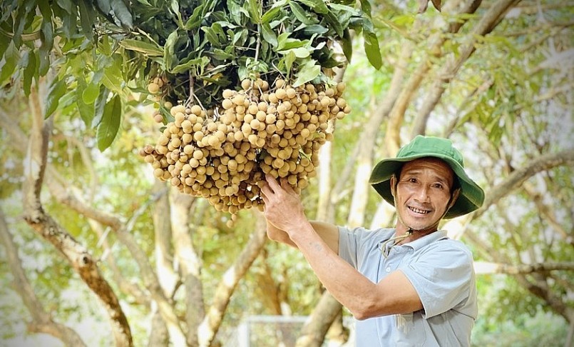 Ông Lê Đình Hưng (thôn Phú Cường, xã Ia Pal, huyện Chư Sê) phấn khởi khi nhãn được mùa, được giá. Ảnh: Mai Ka Ông Lê Đình Hưng (thôn Phú Cường, xã Ia Pal, huyện Chư Sê) phấn khởi khi nhãn được mùa, được giá. Ảnh: Mai Ka