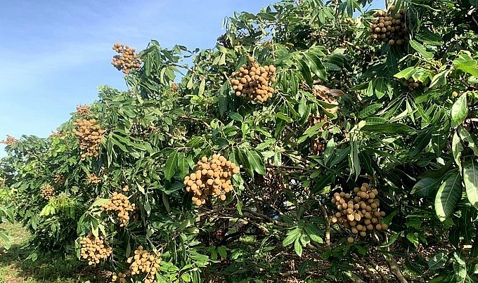 Cây nhãn từng bước khẳng định vị thế cây chủ lực tại huyện Chư Sê. Cây nhãn từng bước khẳng định vị thế cây chủ lực tại huyện Chư Sê.