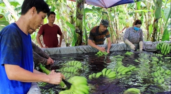 Kỳ vọng xuất khẩu nửa triệu tấn, "thủ phủ" chuối Đồng Nai quy mô khủng cỡ nào?