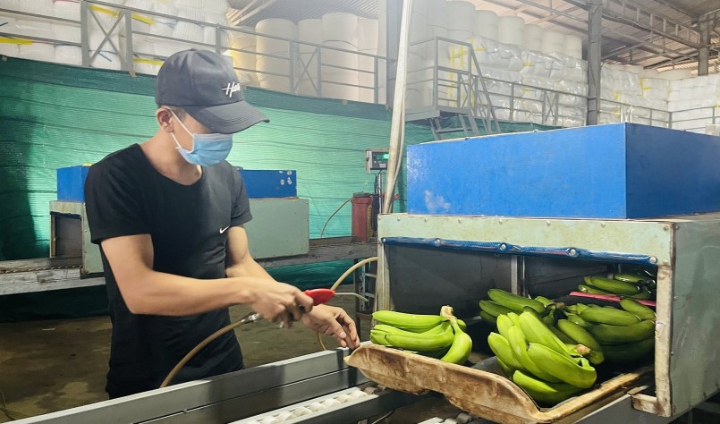 Sơ chế chuối xuất khẩu trong nhà máy.