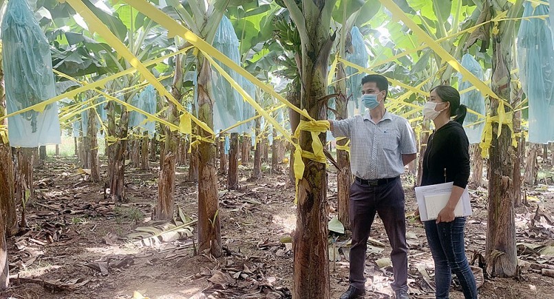 Đồng Nai có diện tích chuối lớn nhất cả nước với những vùng chuyên canh quy mô lớn.