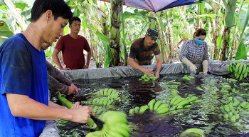 Kỳ vọng xuất khẩu nửa triệu tấn, "thủ phủ" chuối Đồng Nai quy mô khủng cỡ nào?
