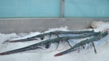 Loài cá được ví như "sát thủ" xưa ít người ăn, nay được ưa chuộng vì ngon và bổ