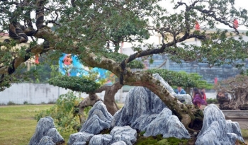 Siêu phẩm ổi dáng bay trăm tuổi nghìn quả, phô tuyệt kỹ gây sốt với giá nửa tỷ