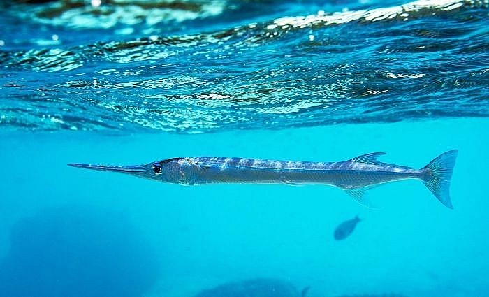 Trong thành phần thịt cá có chứa rất nhiều nguồn năng lượng, dưỡng chất cần thiết cho cơ thể Trong thành phần thịt cá có chứa rất nhiều nguồn năng lượng, dưỡng chất cần thiết cho cơ thể