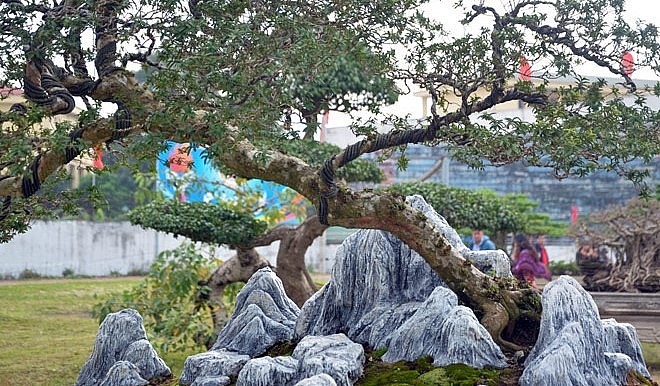 Dáng thế ổi dáng bay với tán trên rộng Dáng thế ổi dáng bay với tán trên rộng