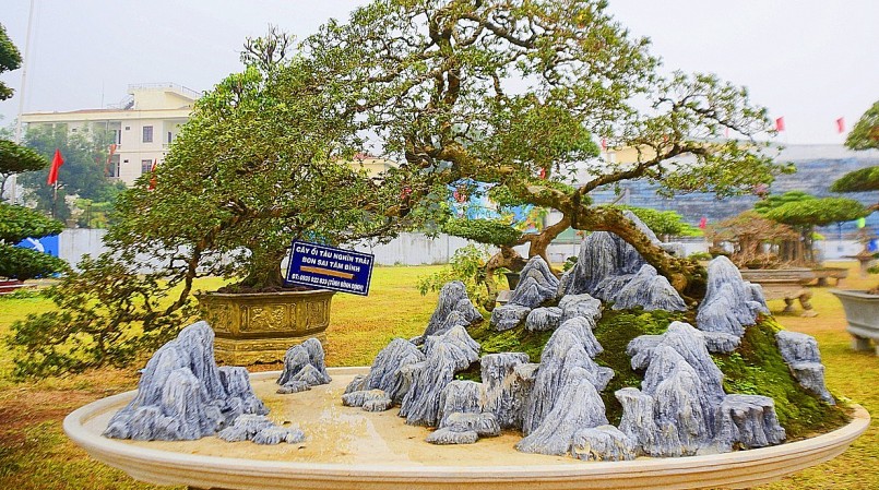 Cây ổi sim có chiều cao hơn 2m, tán ngang rộng hơn 3m với độ tuổi gần 100 tuổi . Cây ổi sim có chiều cao hơn 2m, tán ngang rộng hơn 3m với độ tuổi gần 100 tuổi .